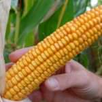 Zaia firma pubblicamente il decreto contro la coltivazione Ogm in Italia