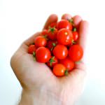 Agricoltura: concertazione, nuovo progetto di sviluppo, Conferenza nazionale, sostegno ai redditi, difesa del "made in Italy", "no" agli Ogm