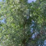 Confagricoltura: "Il pioppo strategico nella salvaguardia ambientale"