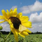 "Spazio adeguato alle Agroenergie nel piano di azione nazionale"