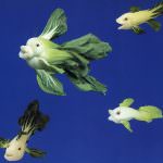 Ogm: E' dibattito aperto tra Oliverio e Galan