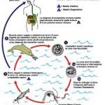 Tutto su Anisakis: ciclo biologico, descrizione, implicazioni sanitarie, Anisakidosi, reazioni allergiche, prevenzione