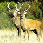 Allarme: Biodiversità a rischio nell'Unione Europea