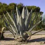 L'agave: probiotico vegetale per la salute dell'intestino