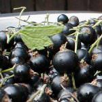 Il ribes nero difende dall'asma