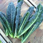 Salsa di cavolo nero