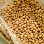 La soia combatte l'obesità legata alla menopausa