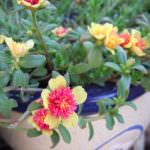Salsa di portulaca per crostini
