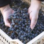 Amarone Classico D.O.C. Allegrini