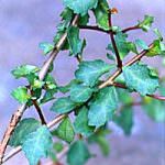 Il Guggul riduce il colesterolo