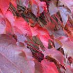 La vite rossa combatte la cellulite