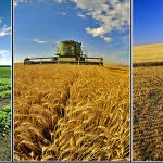 Confagricoltura: "Italia e Francia, bene una politica agricola comune"