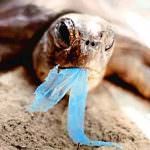UN DATO DA PAURA: solo in Europa, vengono consumati e buttati nell'ambiente circa 100 miliardi di sacchetti di plastica