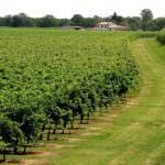 A tavola con il Fortana