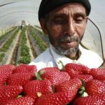 Cia: "I lavoratori immigrati stagionali sono indispensabili"