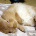 Gran Bretagna. Cliff Penrose, l'uomo che sussurra ai conigli