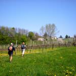 Biogusto 2010: prodotti e sapori del Grappa, trekking tra le vigne