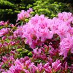 "Fiori sul Vergante", per conoscere l'anima verde della Provincia di Novara