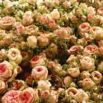 Stop ai voli: Distrutte 10 milioni di rose del Kenia