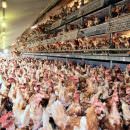 La selezione genetica ha aumentato le malformazioni del pollame da carne