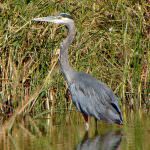 Pavia: Visite guidate alle Garzaie
