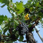 La "promessa" del Sangiovese grosso di Predappio