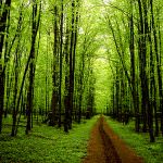 "Giornata della Terra", Confagricoltura dà il suo contributo alla difesa del pianeta piantando 5 milioni di alberi