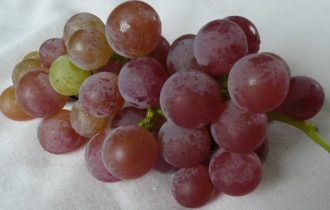 Resveratrolo: dall’uva una cura per Alzhemier, Parkinson e demenze