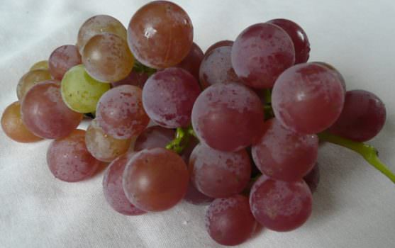 Resveratrolo: dall’uva una cura per Alzhemier, Parkinson e demenze