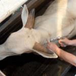 Fao: Nuovi focolai di afta epizootica