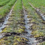 Confagricoltura: allerta maltempo