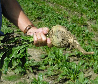 Settore bieticolo-saccarifero: ormai sul lastrico imprese e produttori