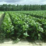 Misure di sostegno al settore del tabacco toscano