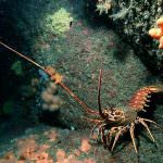 Mediterraneo a rischio: Vogliamo ripetere il disastro del "Golfo del Messico"?