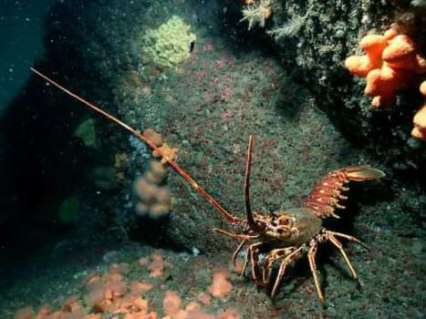 Mediterraneo a rischio: Vogliamo ripetere il disastro del “Golfo del Messico”?