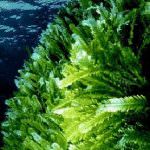 Fast food: pane alle alghe per mangiare più sano