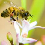 Slow Food: "No alla reintroduzione dei pesticidi killer delle api"