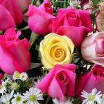 Fiori, la Cia all'Ue e al governo italiano: subito un serrato confronto per superare la crisi e ridare slancio alle imprese