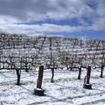 Il rigido inverno friulano ha causato ingenti danni all'agricoltura