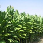 Confagricoltura: gli accordi "spot" non salvano il tabacco