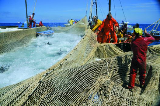 Gli effetti della pesca sui mari peggiori del previsto