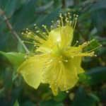 L'elicrisio ha proprietà antiossidanti