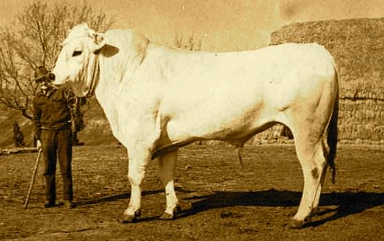 Sinalunga: Bettolle, capitale della Chianina, è di nuovo “La Valle del Gigante Bianco”