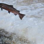 I cambiamenti del clima mettono a rischio trote e salmoni