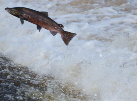 I cambiamenti del clima mettono a rischio trote e salmoni