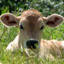 Dieci anni fa nasceva il primo vitello da mucca clonata