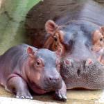 Pechino. Ippopotami e coccodrilli nel menù dello zoo