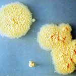 Un batterio rende più intelligenti e tranquilli