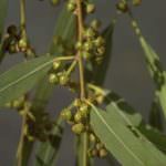 L'eucalipto frena gli attacchi di appetito