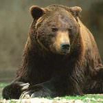 Contenimento animali selvatici: Prendi l'orso per la gola!